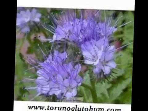 Arı otu satısı,Kara kovan balı,Arı yetiştırılıcıgı birliği,Bal fiyatları