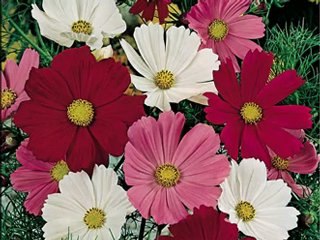 {#=#}415+0+415#=#}   Halkalı toplu konutlar Bosch  Kombi Şer