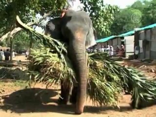 Как проводят отпуск индийские слоны