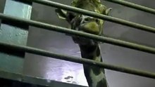 Самсон