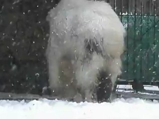 Снежный козел