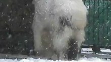 Снежный козел