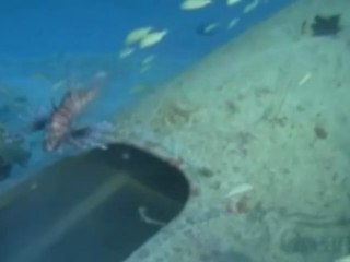 Descubierto un caza de la II Guerra Mundial  frente a las costas de Miami Beach