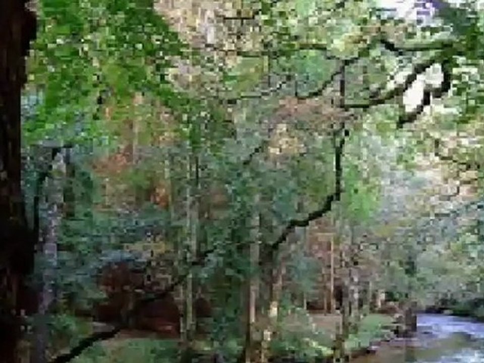 TOMAR HOLO SHURU- Rabindra Sangeet-  Chitra Singh