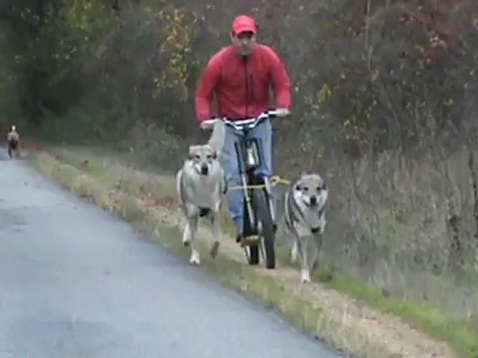 chien loup tchecoslovaque en trottinette