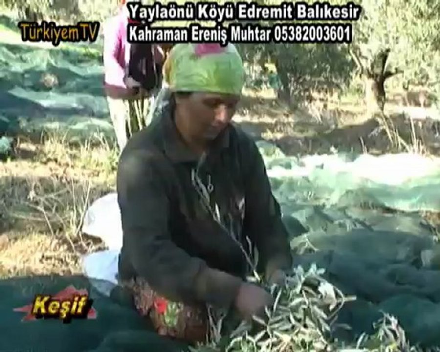 yaylaönüköyü-edremit-balıkesir-zeytintoplama-keşiftv-türkiyemtv-kahramanEreniş 05382003601