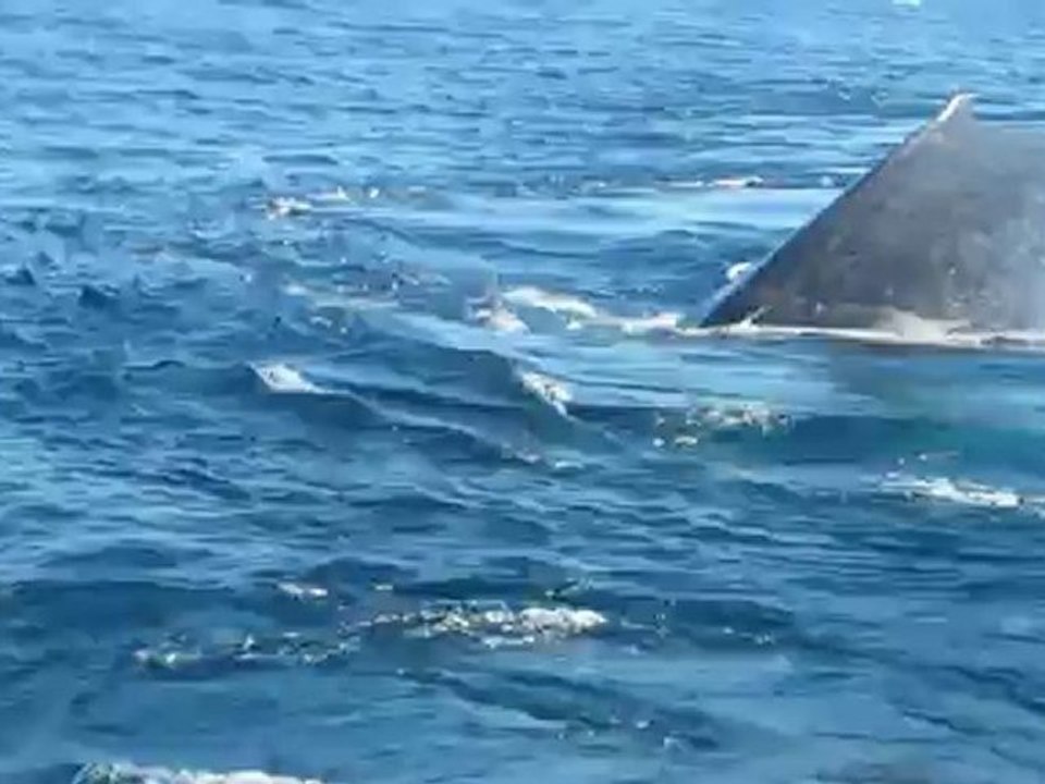 Baleines à bosses Tuléar