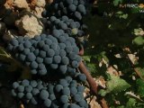 Future of Lebanese Wine: Need for Stability in Lebanon