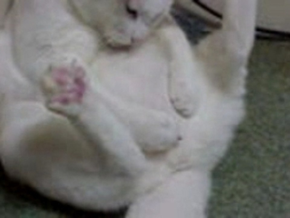 Cat masturbation mdr