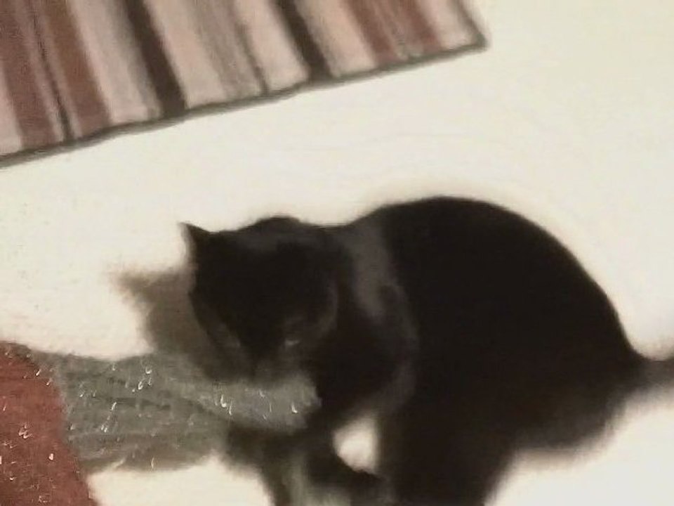 Here Come Smokey's Claws (Christmas Parody of "Here Comes Santa Claus") - HD