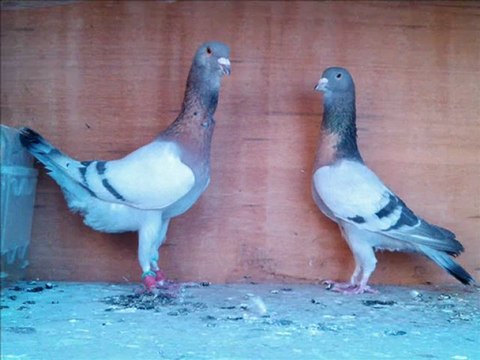 AĞ-BEYAZ-BULUDİ-KIR-ŞARABI FİLO GÜVERCİNLERİ- guvercinurfa.com guvercinrehberi.com