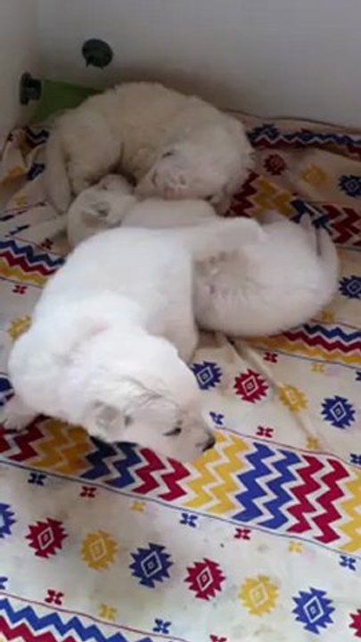 chiots Celtic et Lana