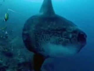 تلاوة خاشعة ,لياسر الدوسري