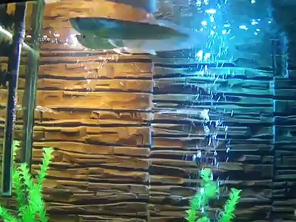 My Arowana
