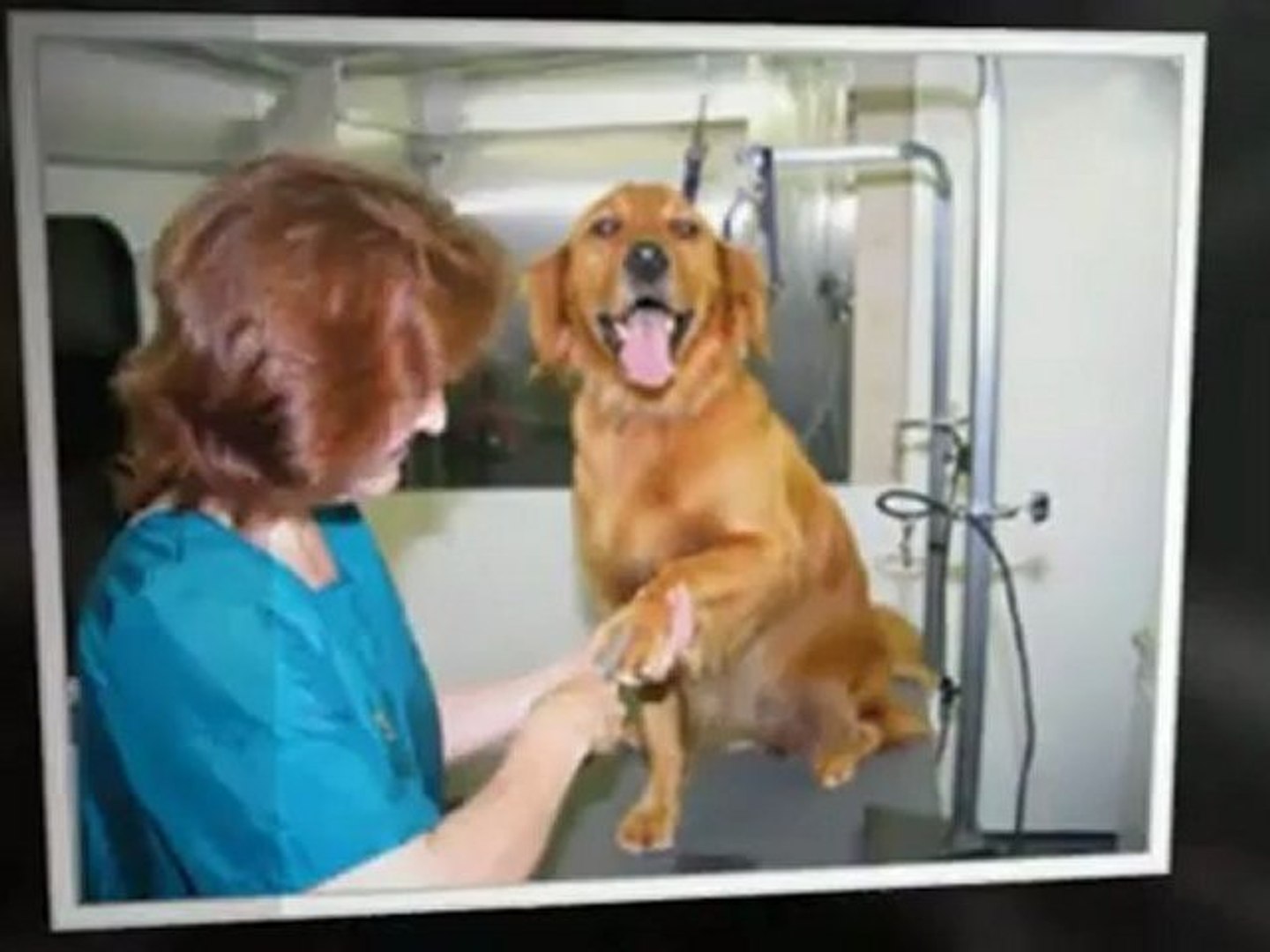 ⁣Dog Teeth Cleaning and Dog Grooming