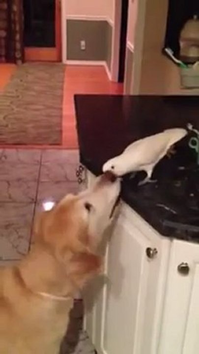 MERAK ETME SEN, BEN BAKARIM SANA AŞKIM...