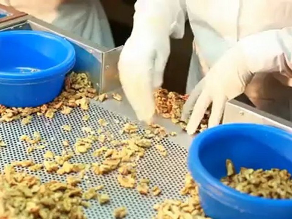 Walnut Plant