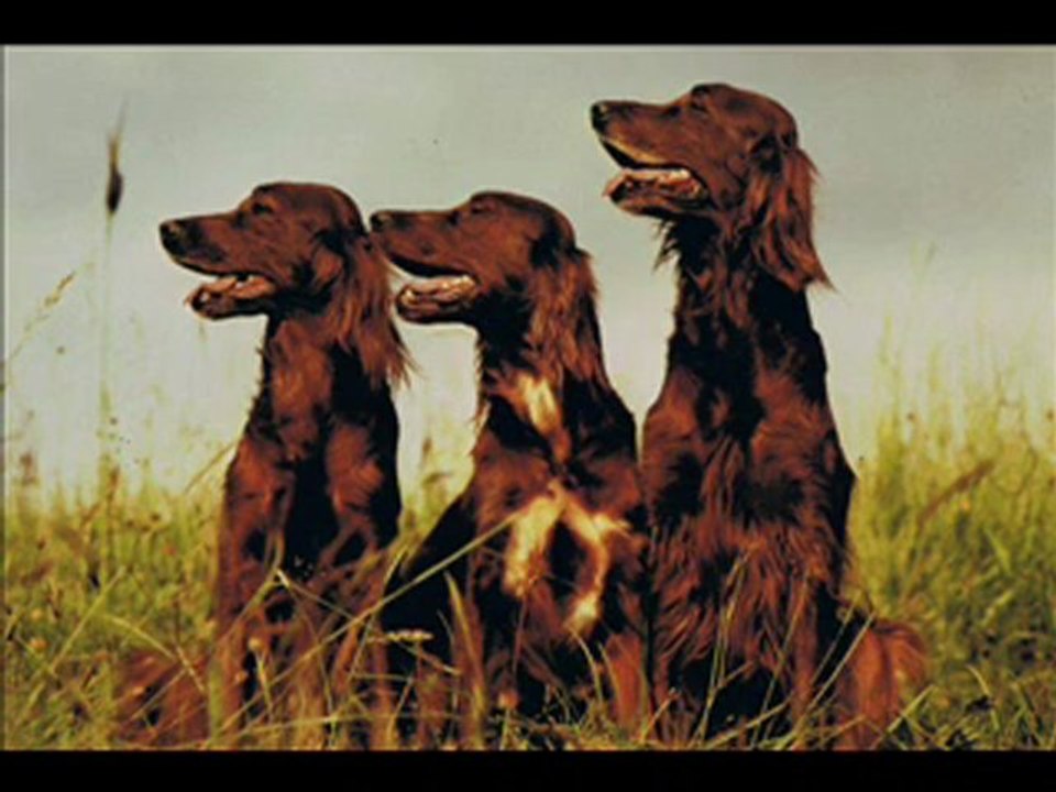 var 83 Berger Belge Groënendaël Berger Belge Tervueren ELEVAGE LE BOIS D’ACACIAS BERGER BELGE SETTER IRLANDAIS http://bergerbelgesetterirlandais.com Eliane & Daniel JUIF 73 Chemin de Combe Vidal 83690 SALERNES Fixe : 04 94 68 22 61 Mobile : 06 11 13 25 00