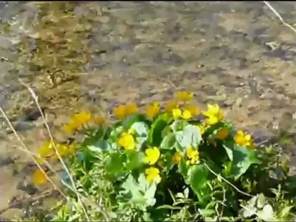 Faris Abbad - Surat Al Qiyamah