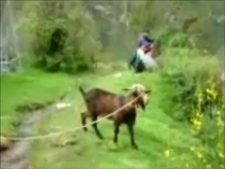 O vídeo de cabras mais engraçado que já viste