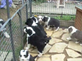 Chiots le soufleur même pas peur