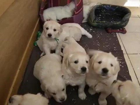 chiots golden retriever 5 semaines