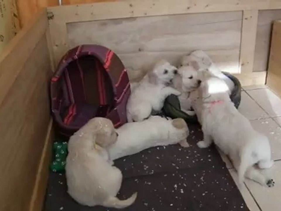 chiots golden retriever 5 semaines