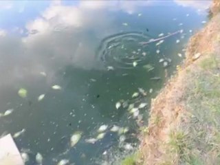 Les poissons meurent