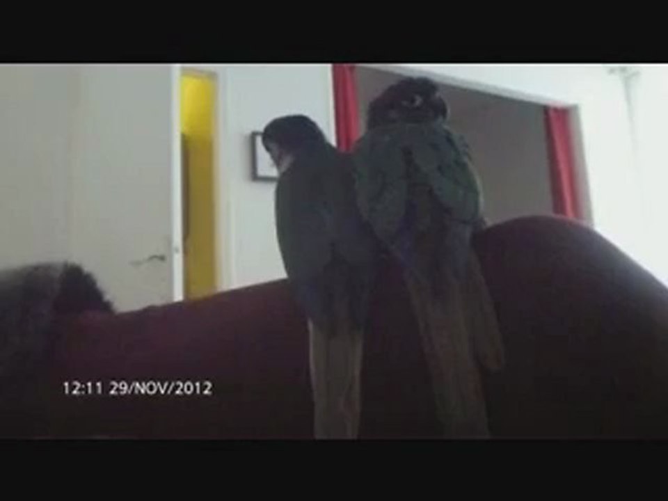 Tentative accouplement ?