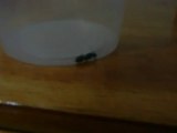 Rainha Camponotus Rufipes Fecundada!-30/11/2012