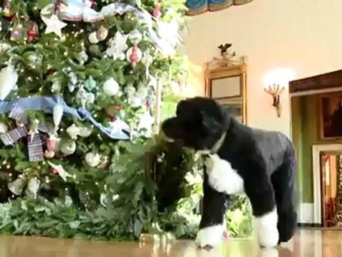 White House Dog Bo Has Christmas Video