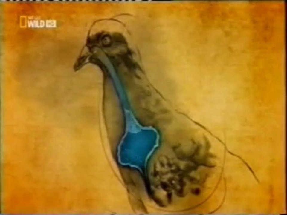 Aves: Cuidado parental