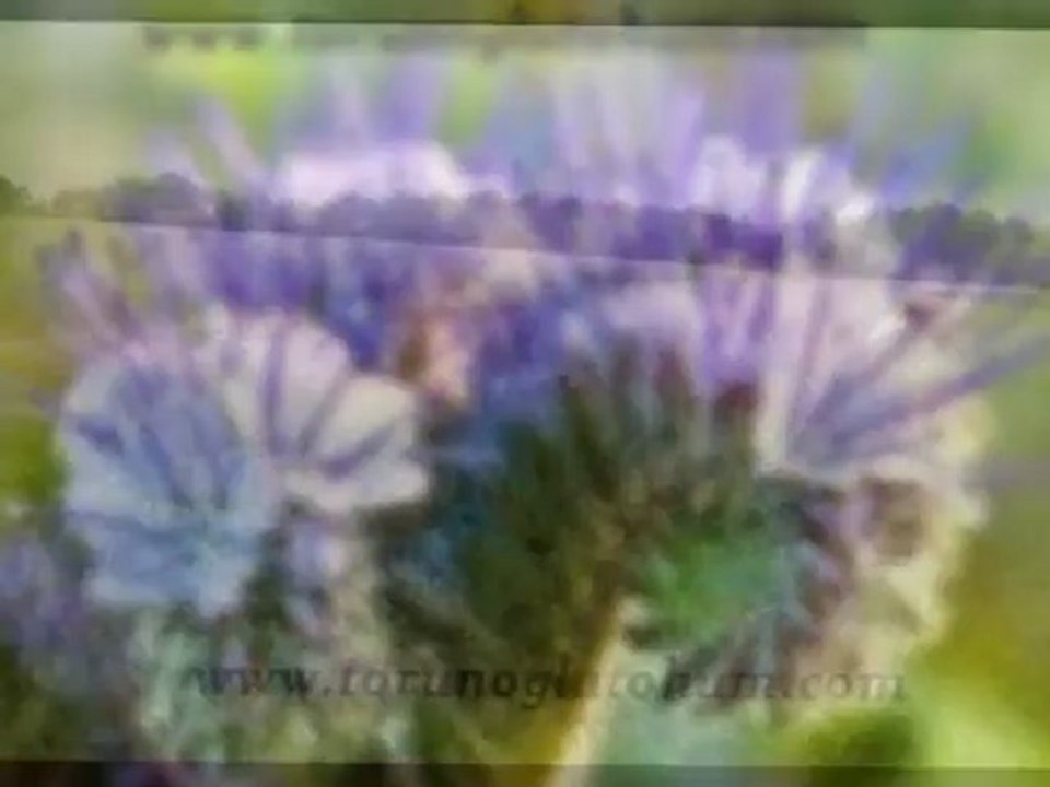 Arı otu nereden teymın edılır,Satılık arı otu tohumu,Arı otu tohum satısı,Satılık arı otu,Arı otu cesitleri