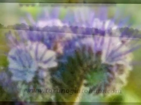 Arı otu nereden teymın edılır,Satılık arı otu tohumu,Arı otu tohum satısı,Satılık arı otu,Arı otu cesitleri