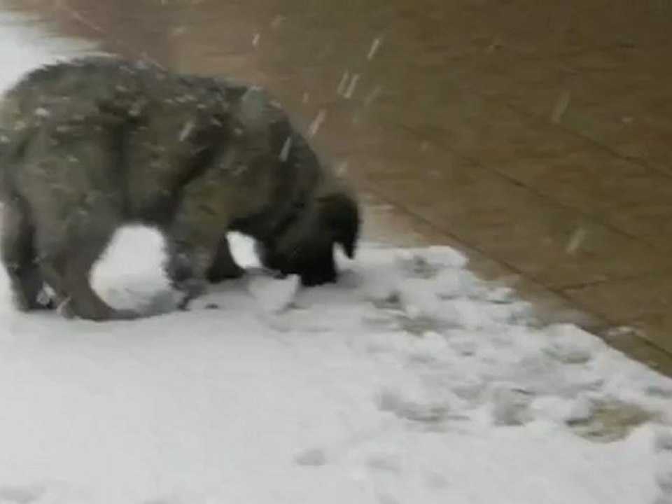 H'ley - Vidéo n°17 - 7 décembre 2012 - Sous la neige