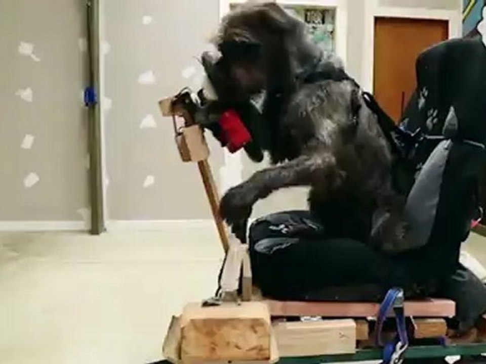 En Nouvelle-Zélande, des chiens apprennent à conduire