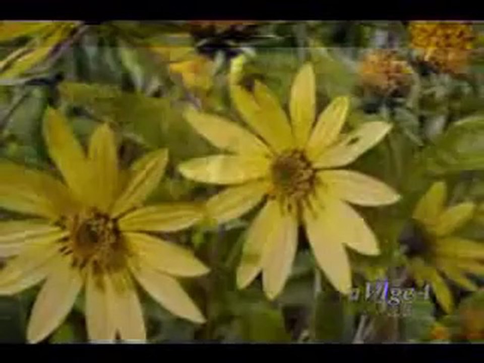 Песента от Седемнадесет мига от пролетта / превод