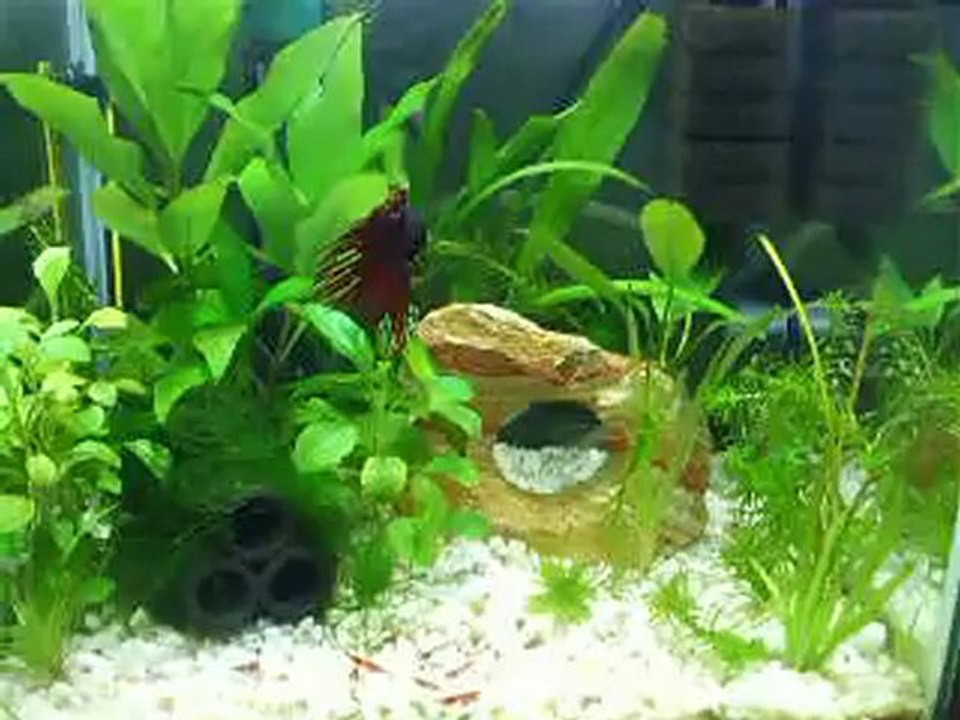 30L Betta+red cherry