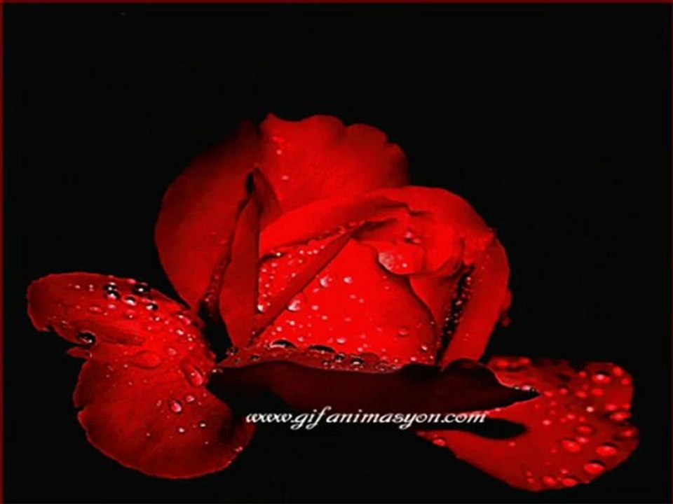 Gülüm Gülüm ( Y.JANUARY )