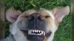 Non-Anesthesia Dog Teeth Cleaning and Dog Training
