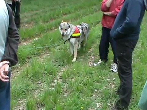 recherche utilitaire avec un chien loup tchecoslovaque