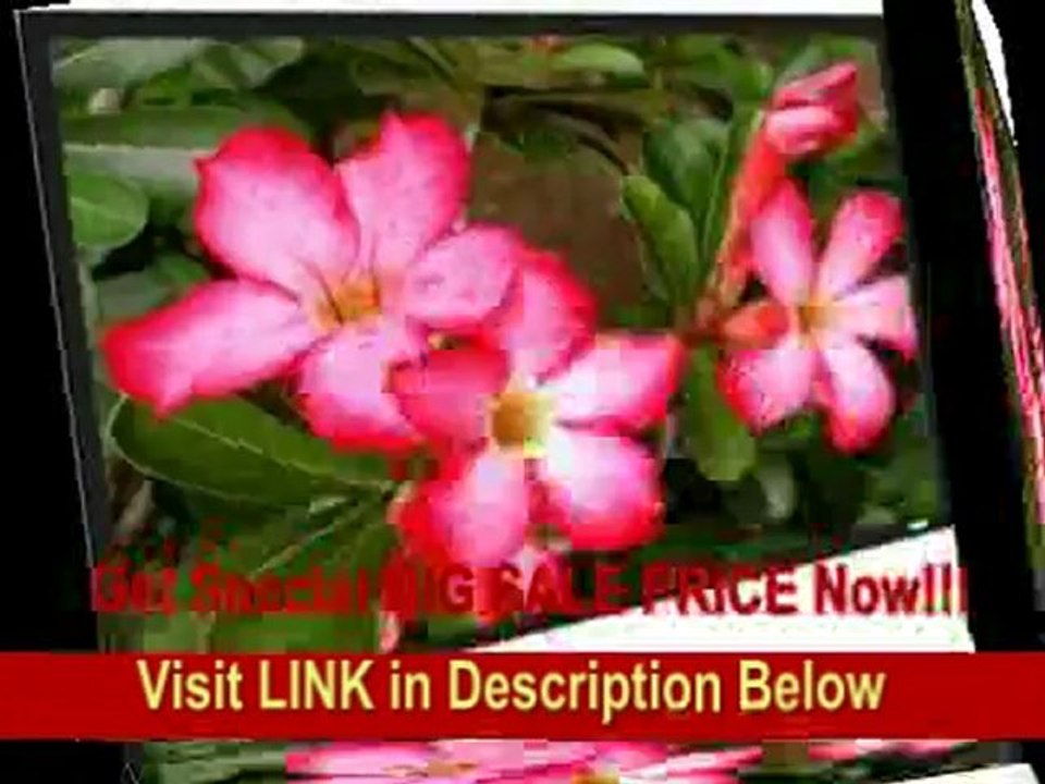 [SPECIAL DISCOUNT] Screen Innovations HDTV 110 Matte White 1.1 Theater Sensation Fixed Screen