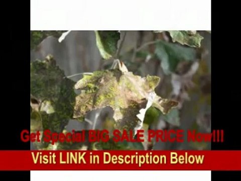 [REVIEW] Canon EOS Digital Rebel XSi SLR Black 2 Lens Kit with EF-S 18-55mm f/3.5-5.6 Image Stabilizer Lens & EF-S 55-250mm f/4-5.6 IS Image Stabilizer Lens