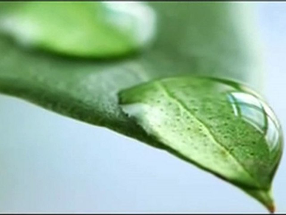 Curso de Fotografia-Digital - 5 - Macrofotografia