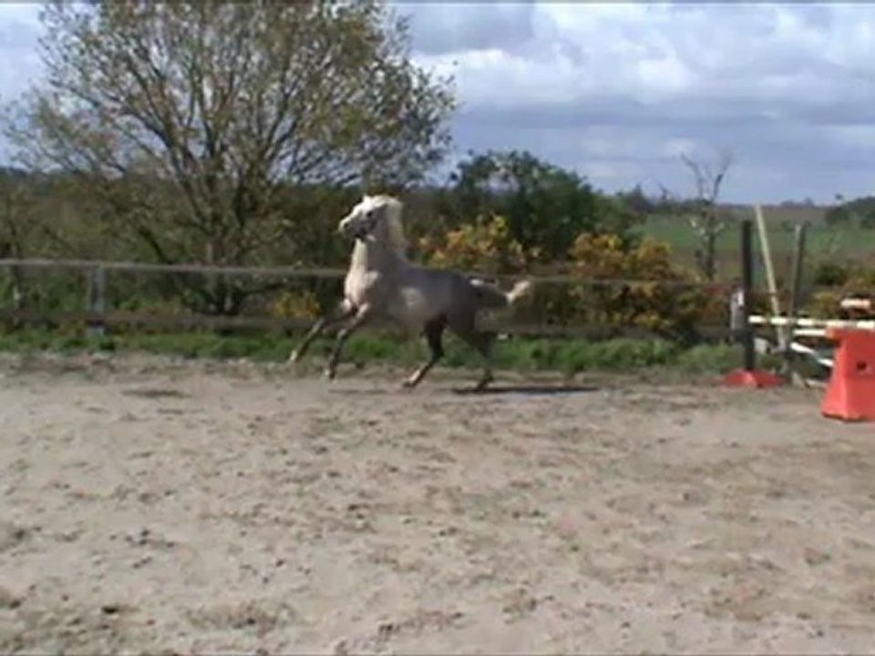 Barok Obeo fils de Lecherry Tartifume PFS et Melodie de Kerleo CS par Sultan de Crann SF