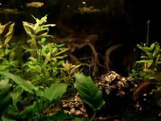 60l Apistogramma Hongsloi