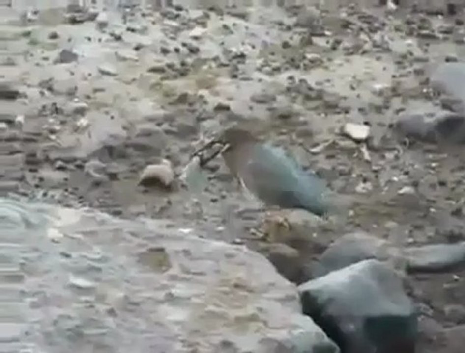 kusun  akildolu balik avi.