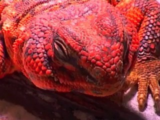 Uromastyx Joyeuses Fêtes