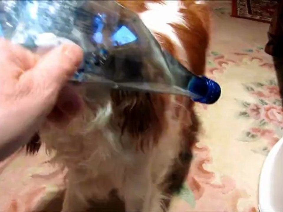 Gaïa joue avec une bouteille-Nirvana