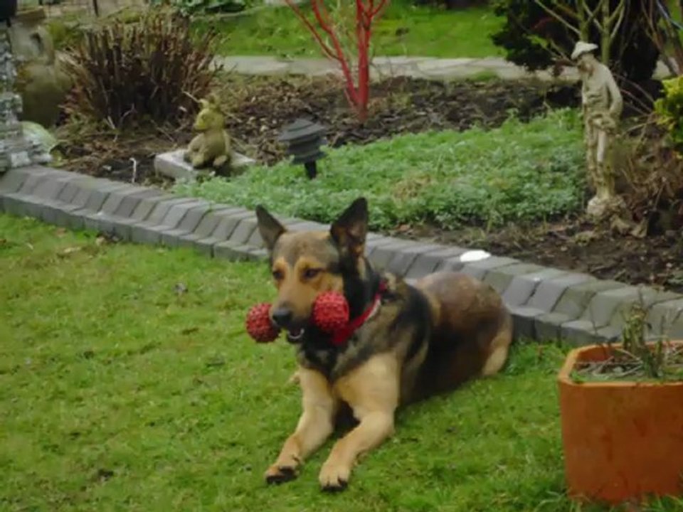 mon chien